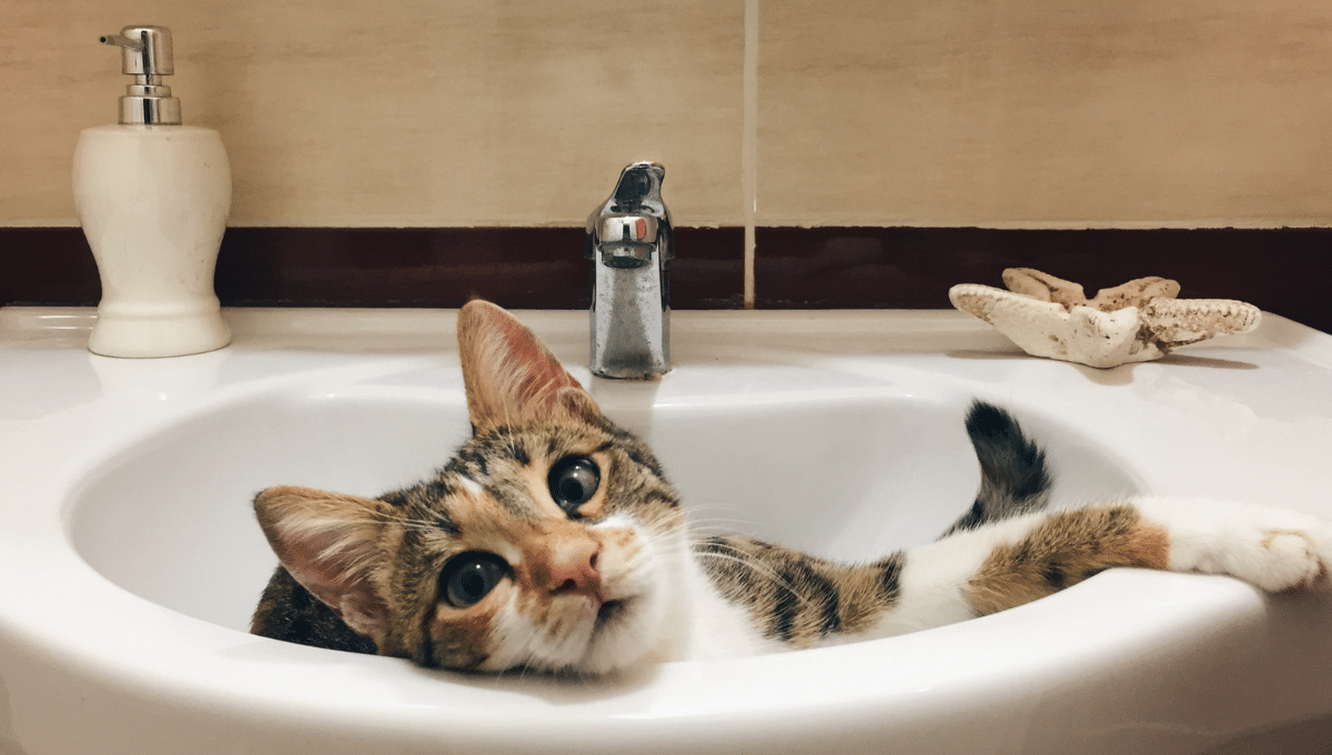 chat-lavabo