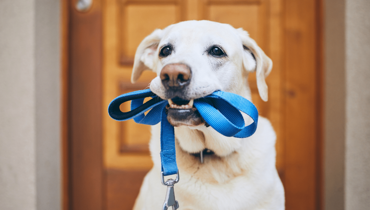 chien-balade
