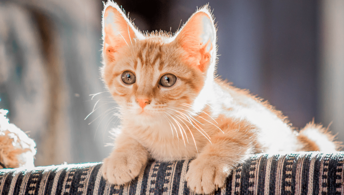 chat-jouets