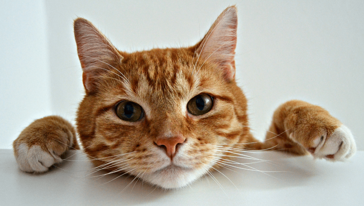 chat-heureux
