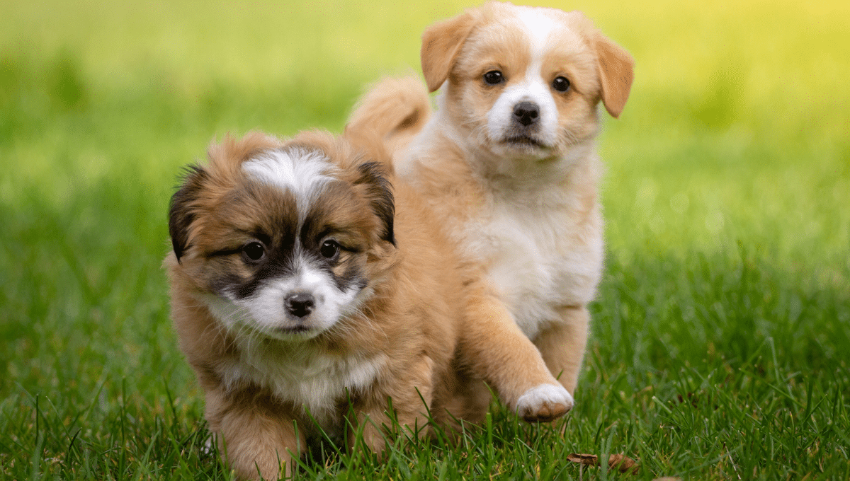 chien-race-arnaque