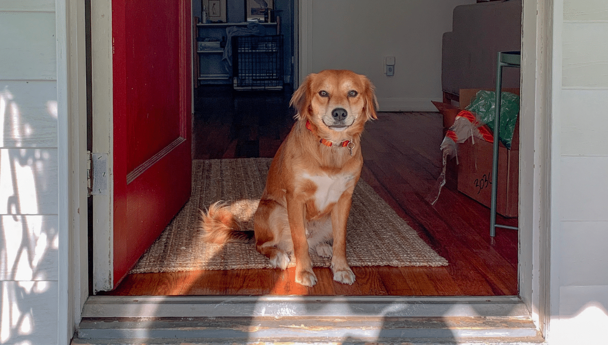 chien-maison