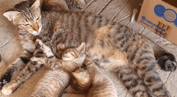 relation-maternelle-chaton