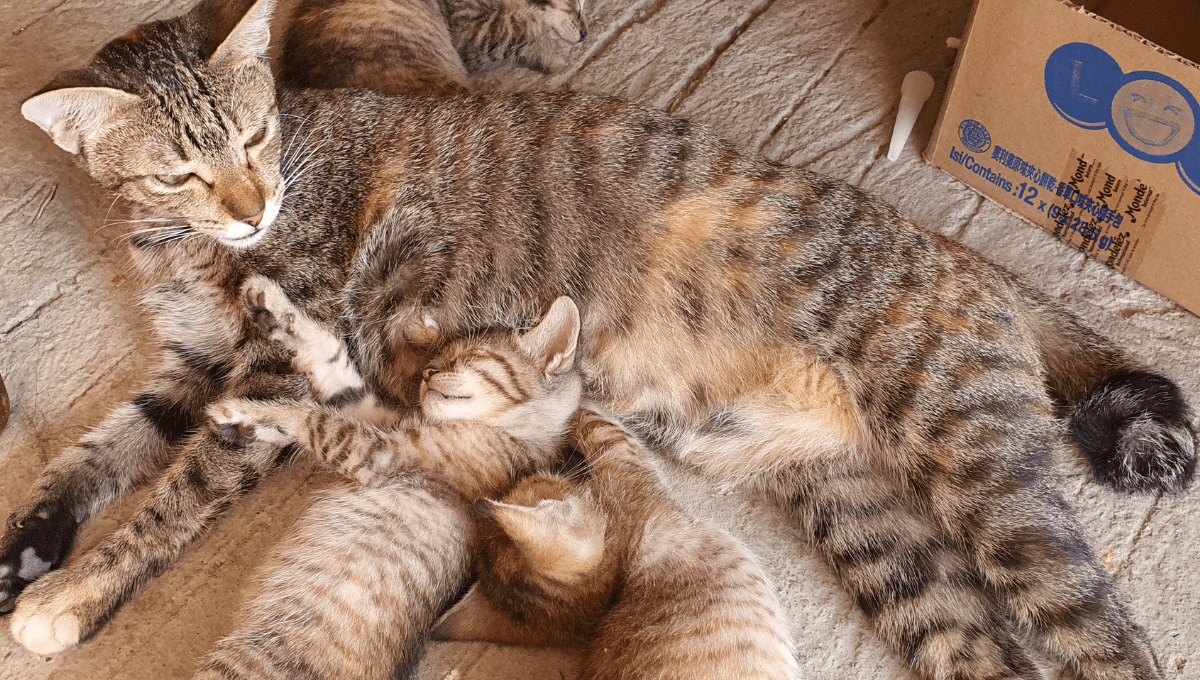 relation-maternelle-chaton