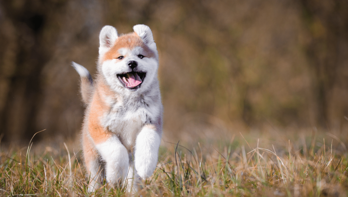 chiot-adoption
