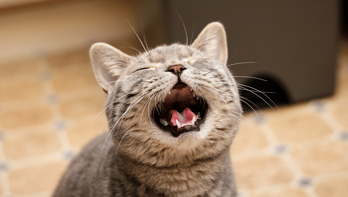 chat-miaule-la-nuit