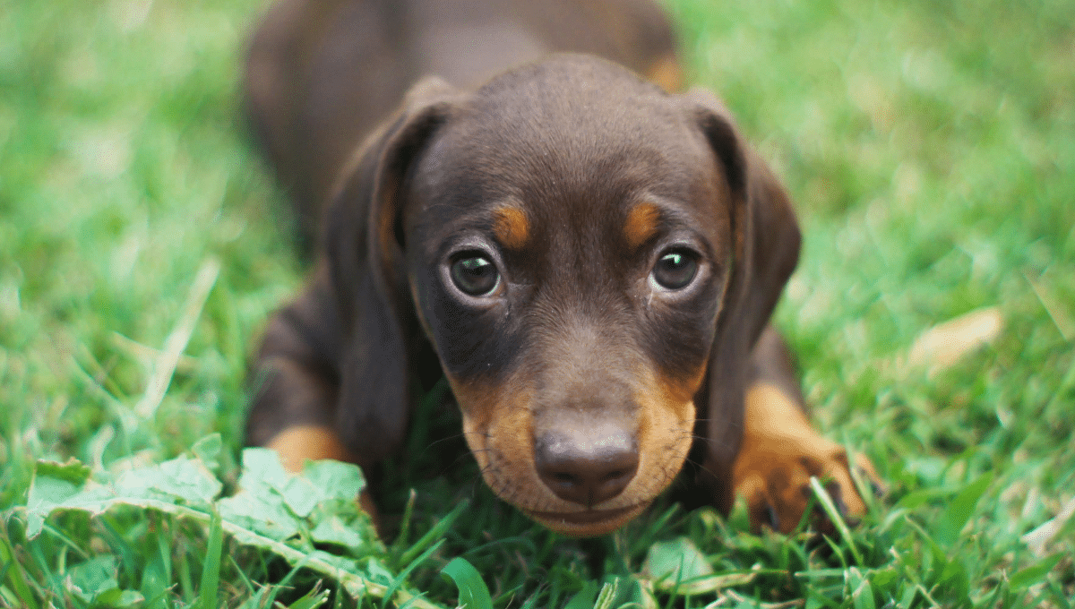 chien-LOF