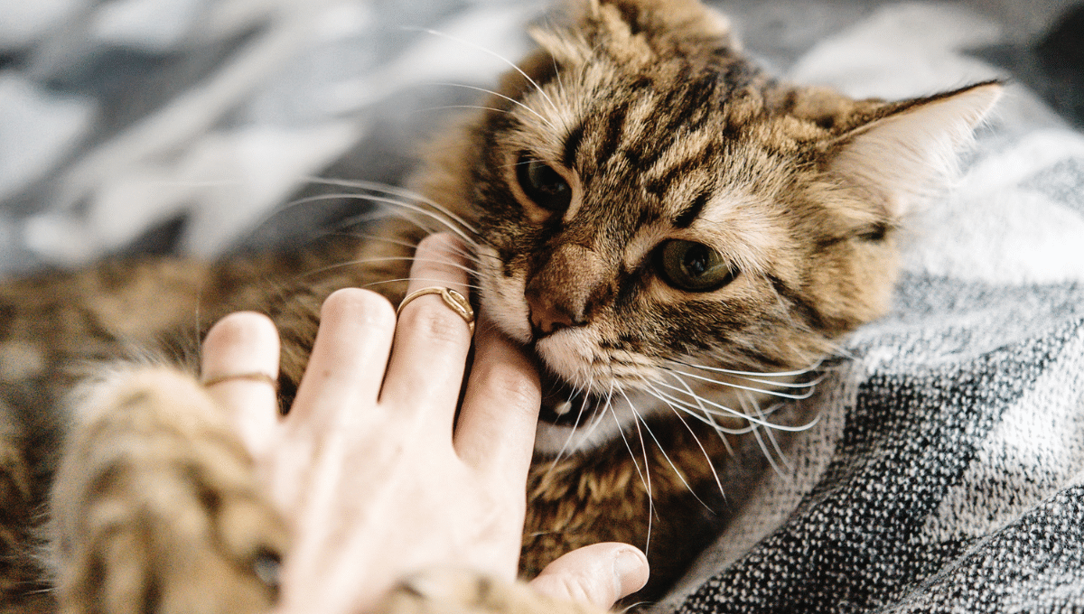 morsure-chat