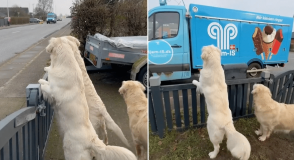 @dogmom_dk / Instagram