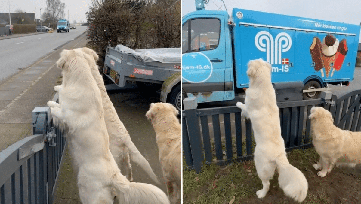 @dogmom_dk / Instagram