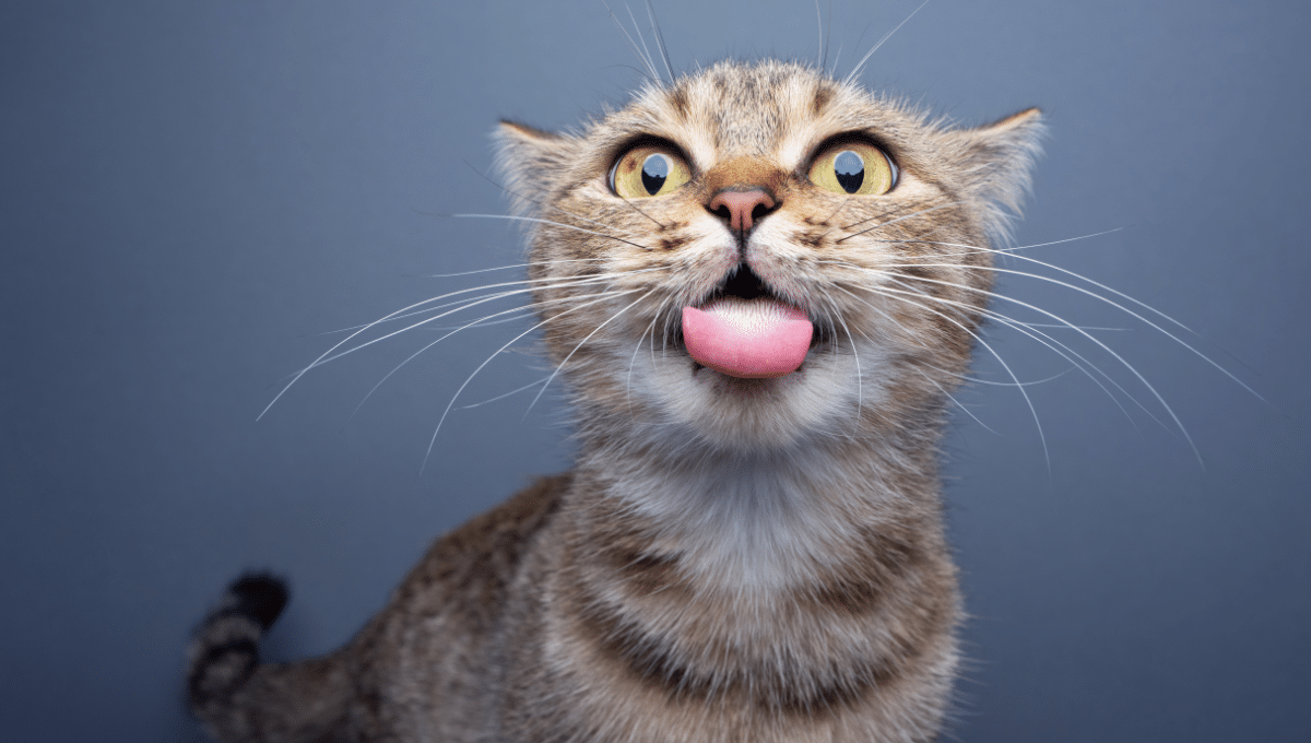habitudes-chat