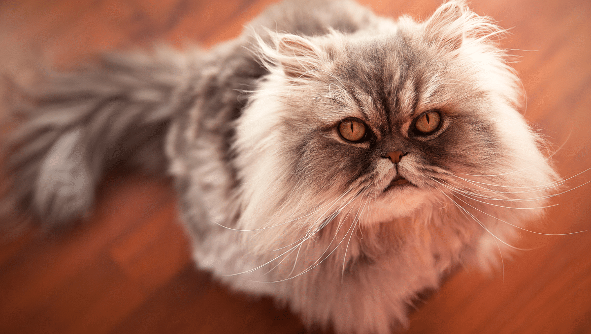 chat-lion