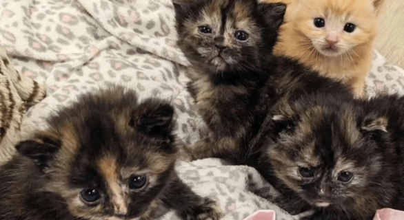 pennyandthefosters / Instagram