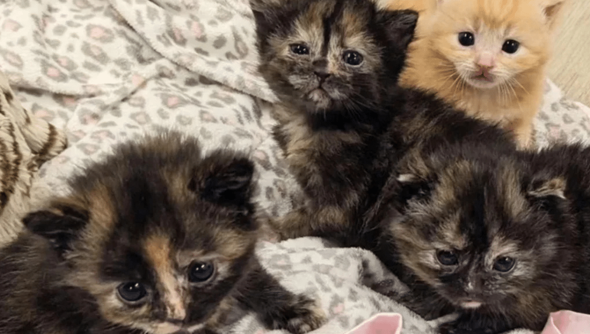 pennyandthefosters / Instagram