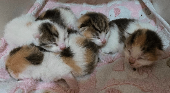 Cheshire Cat Rescue & Sanctuary