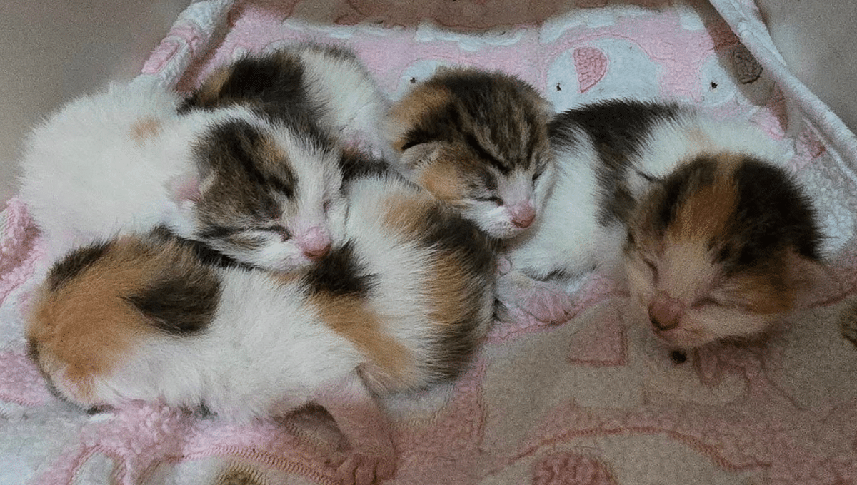 Cheshire Cat Rescue & Sanctuary