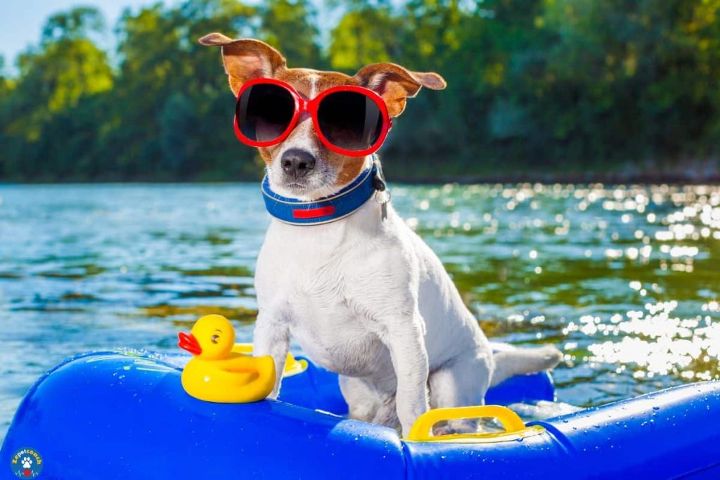 chien baignade