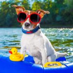 chien baignade