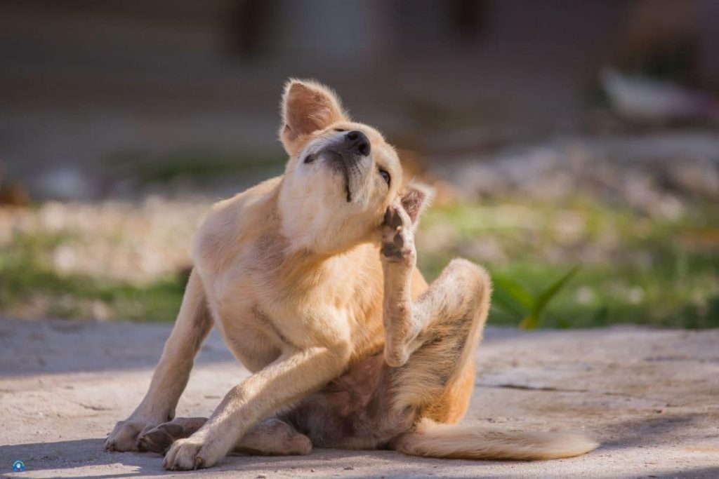 chien démangeaisons 