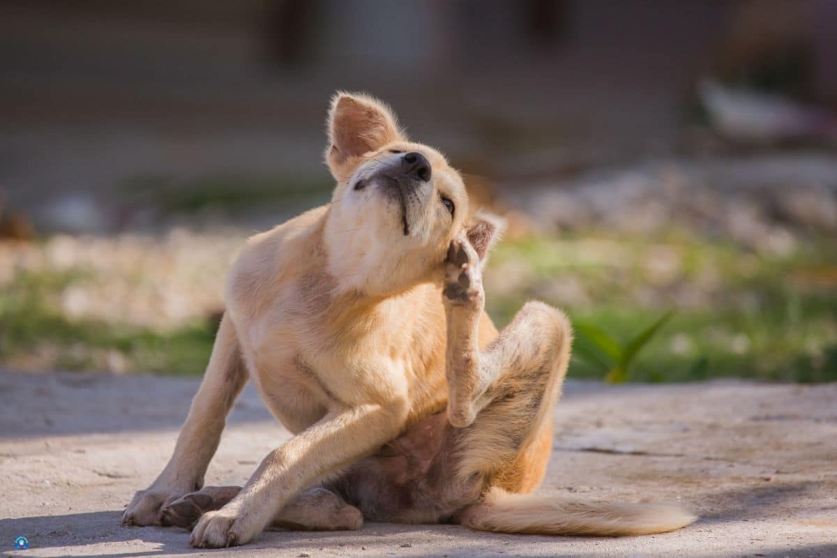 chien démangeaisons
