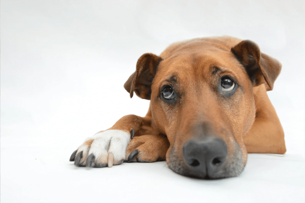 La diarrhée chez le chien