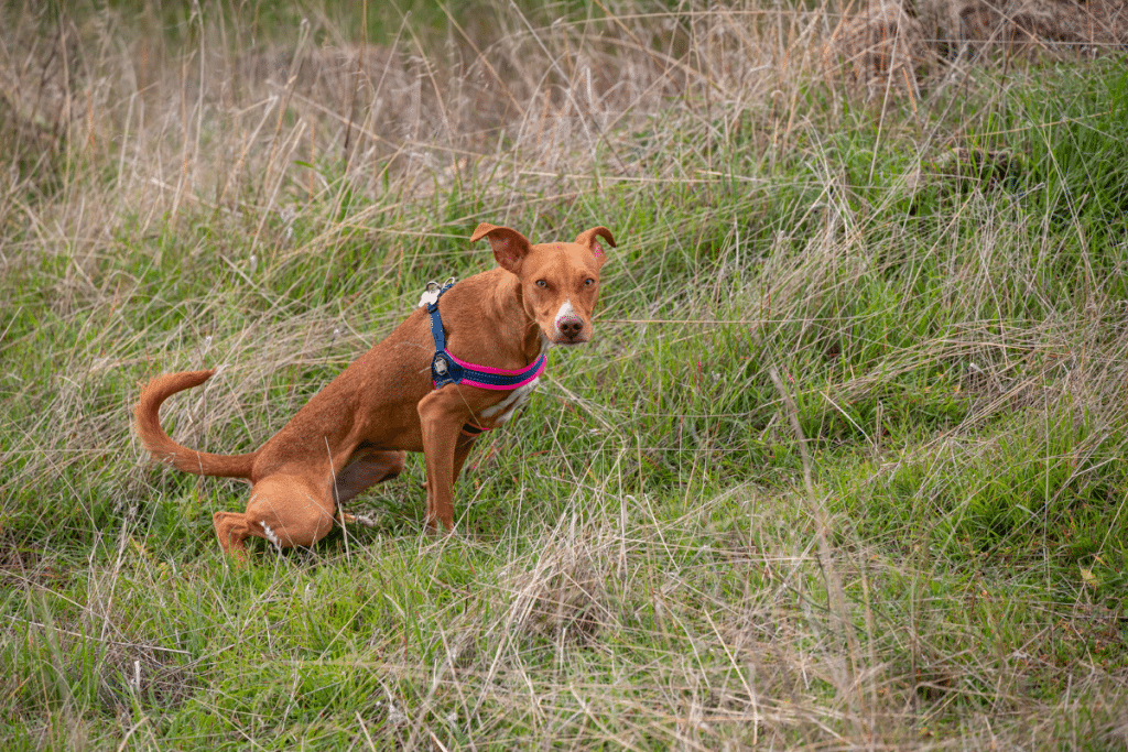 La cystite chez le chien