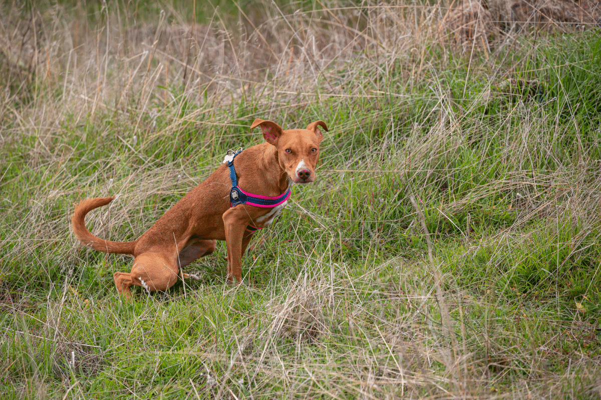 La cystite chez le chien