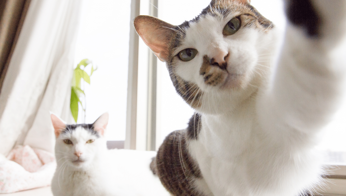 comprendre-son-chat
