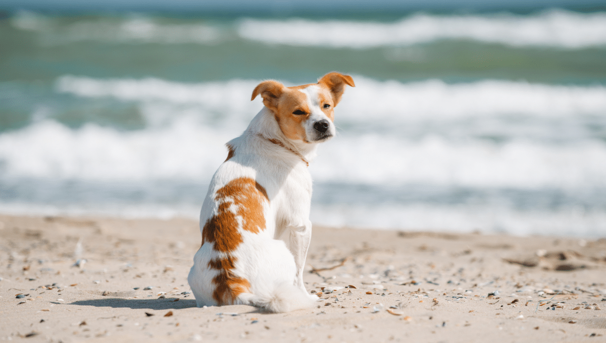 chien-chaleur