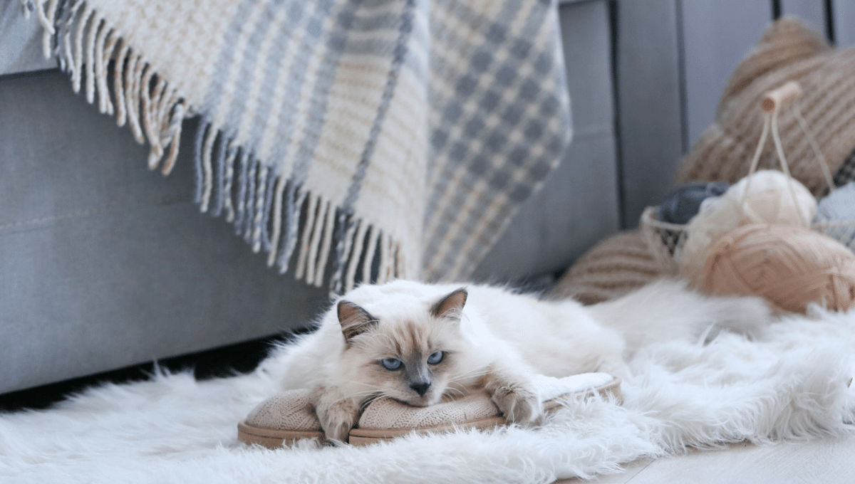 chat-griffes