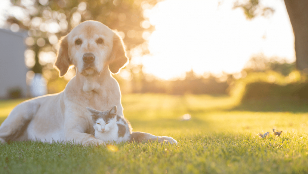 chien-et-chats-été