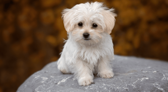 Les 5 meilleures façons de créer du lien avec son chiot