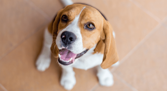 Beagle, une race de chien solide