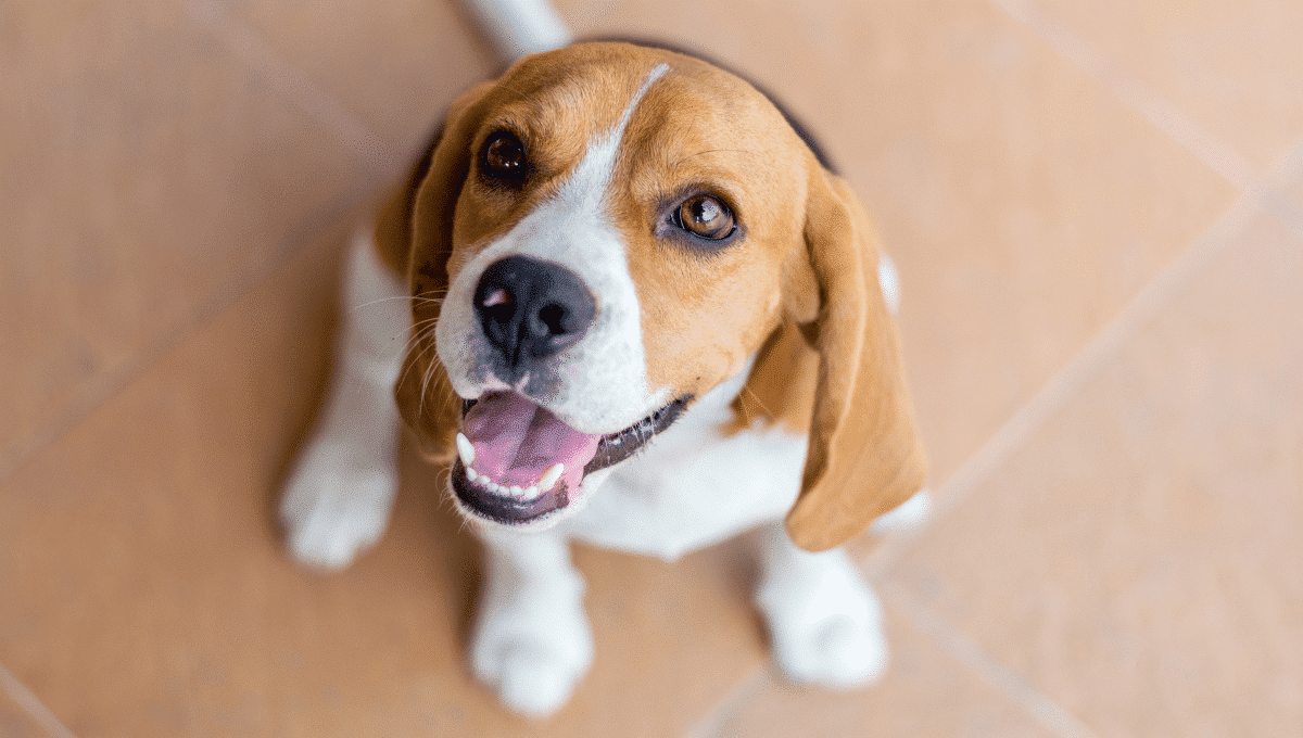 Beagle, une race de chien solide