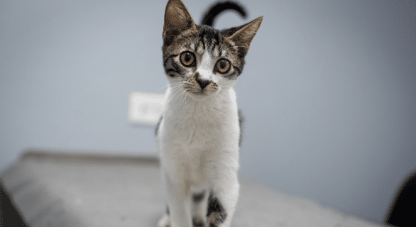 chat-ulcère