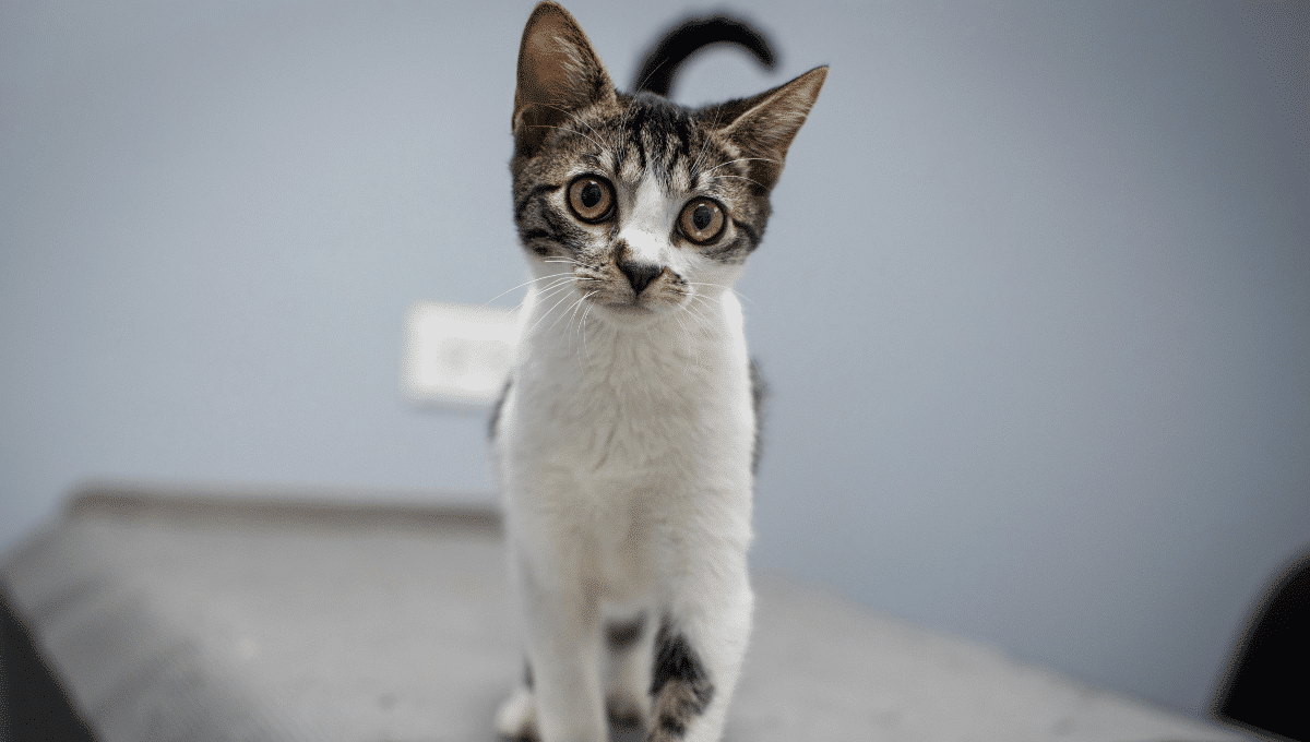 chat-ulcère