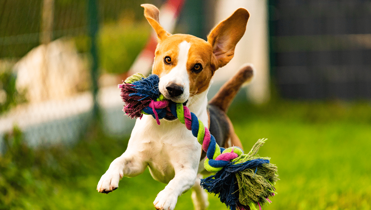 jouet-idéal-chien