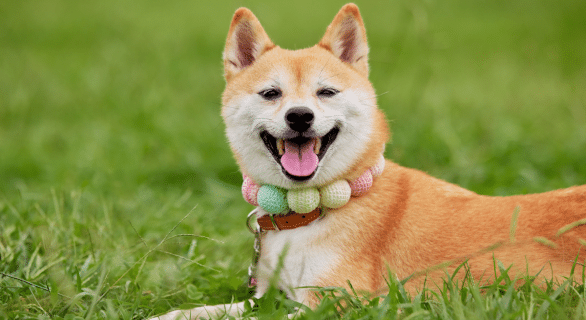 collier-chien
