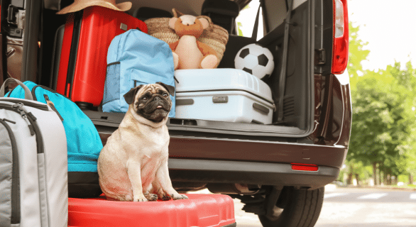 location-de-vacances-et-chien