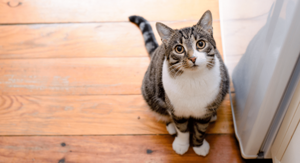 chat-adoption
