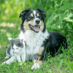 les allergies de l'été chiens et chats