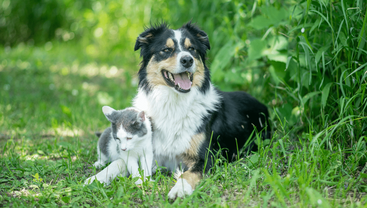 Chiens et chats : les Français dépensent sans limite pour leur santé