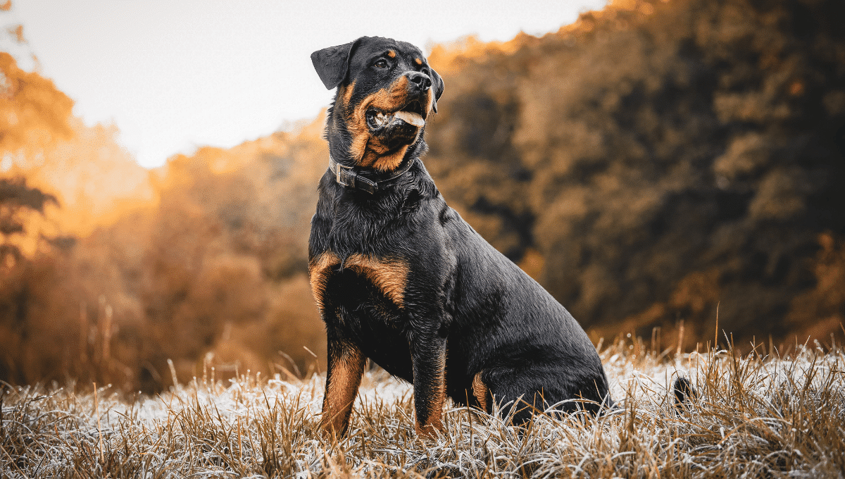 erreurs-chien-a-ne-pas-commettre