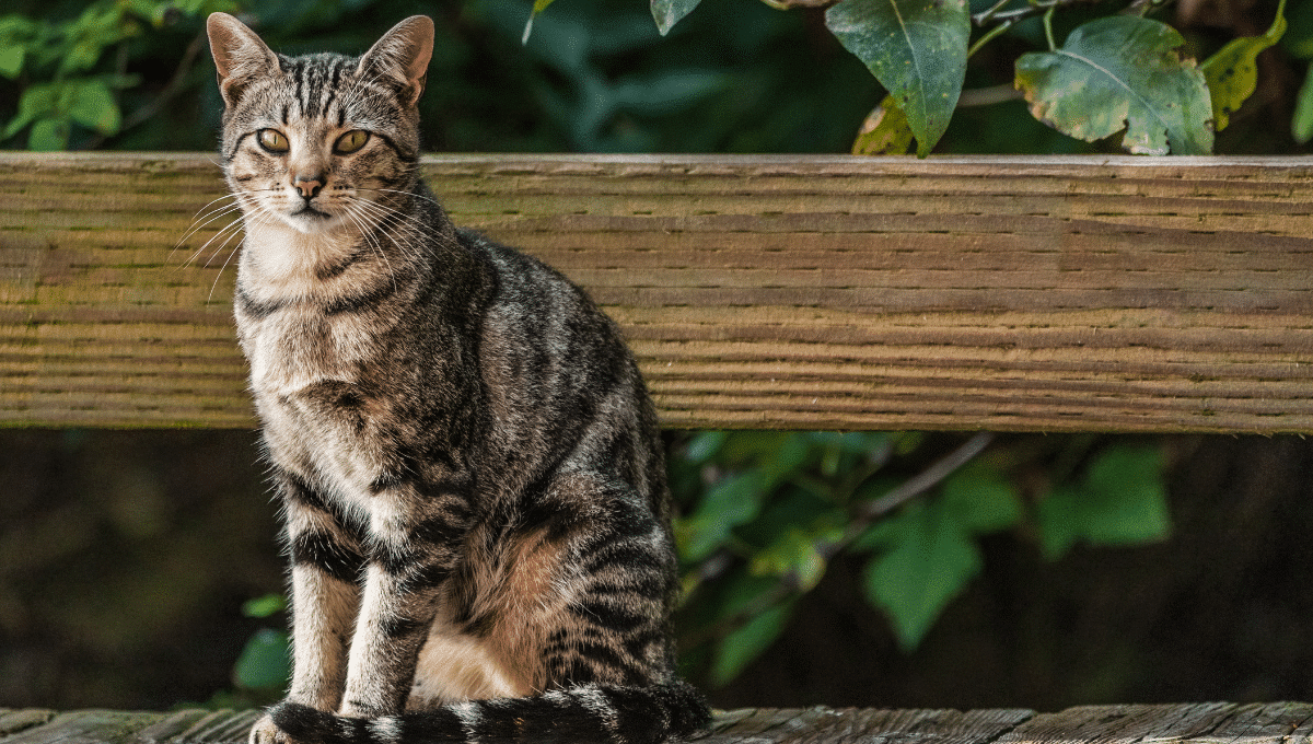 maladie-chat