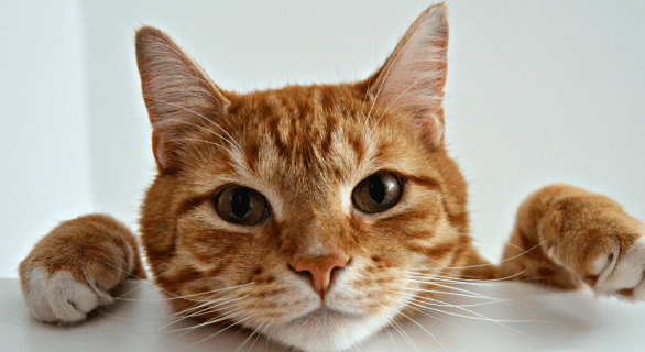 maladies-oreilles-chat