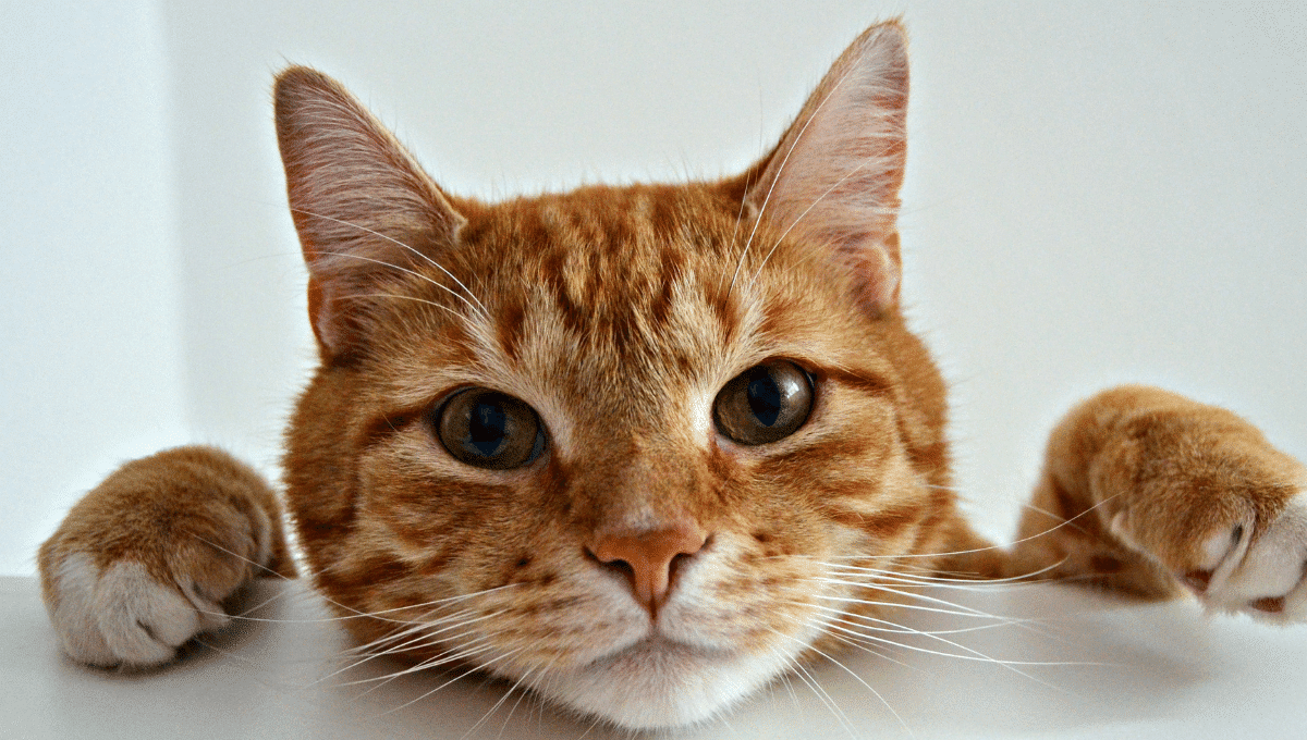 maladies-oreilles-chat