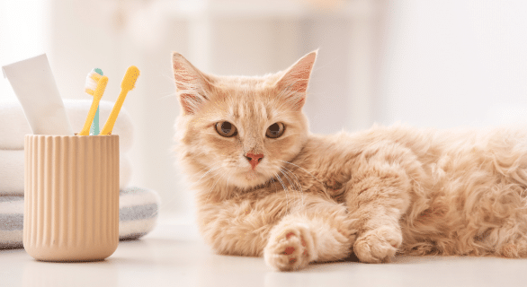 maladie-dent-chat