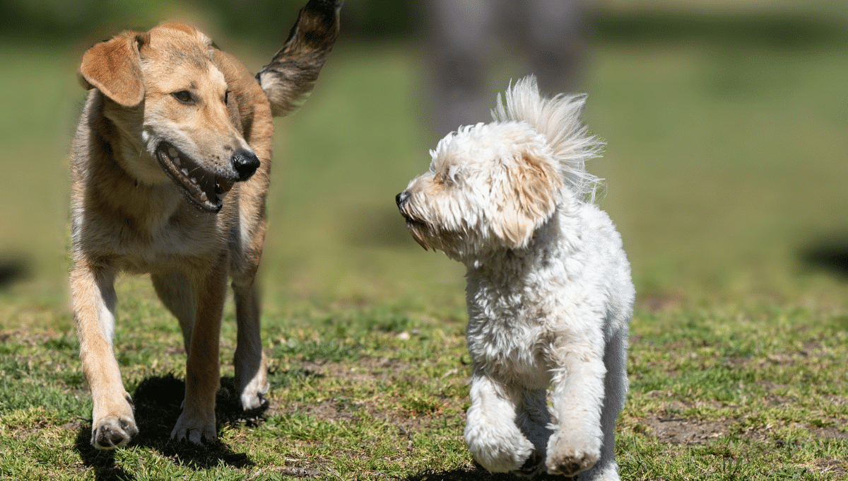 rencontre-chien