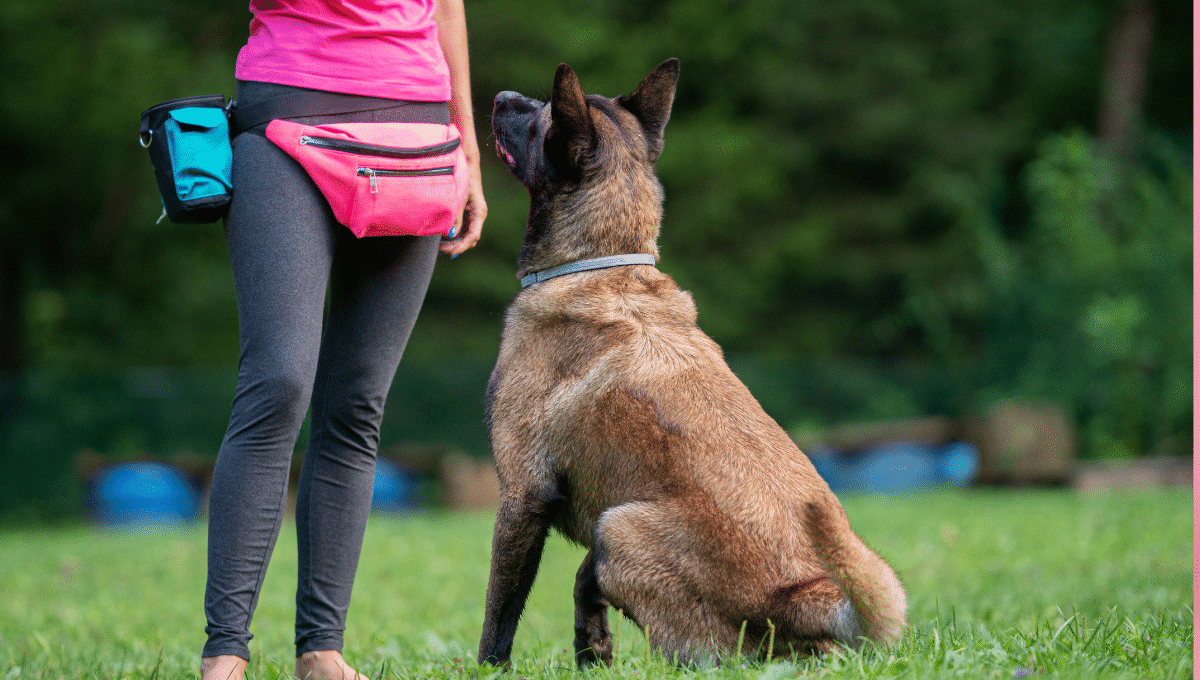 educateur-canin