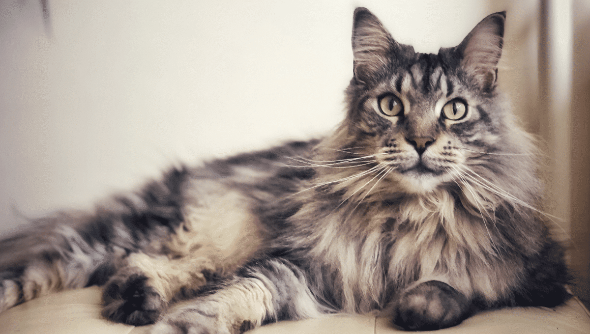 Main-coon